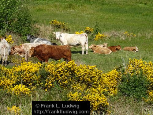 Spring in Glenfarne